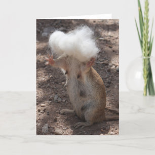 Squirrel vs. Samoyed Fur Greeting Card
