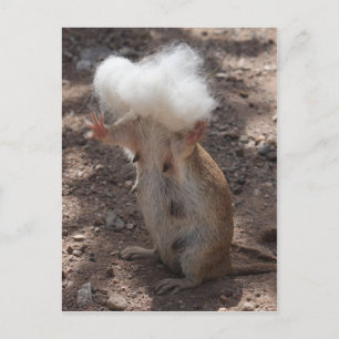 Squirrel vs. Samoyed Fur Postcard