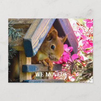  Squirrel We Moved Postcard