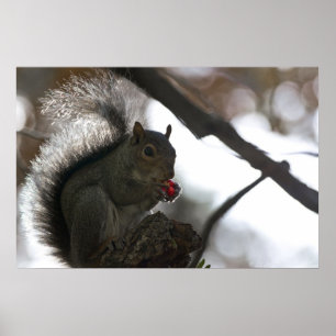 Squirrel with a Red Seed Poster