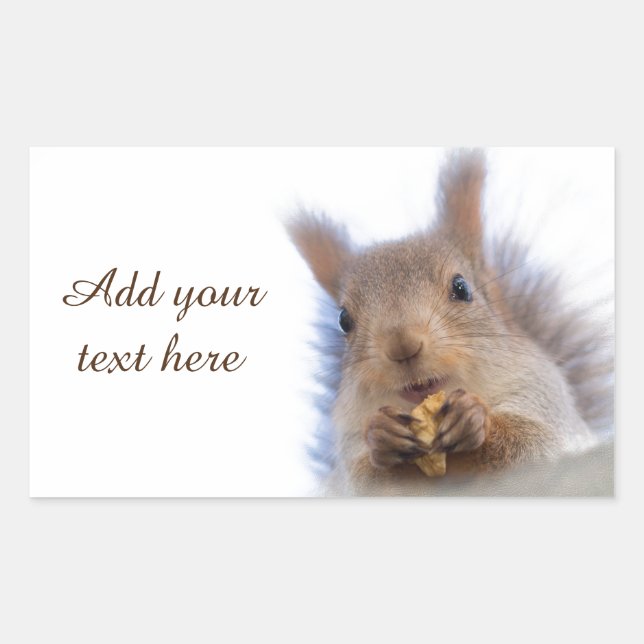 Squirrel with a walnut rectangular sticker (Front)