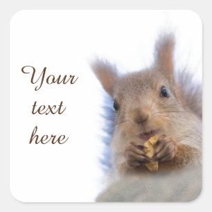 Squirrel with a walnut square sticker