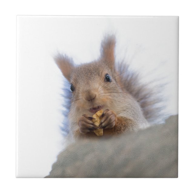 Squirrel with a walnut tile (Front)