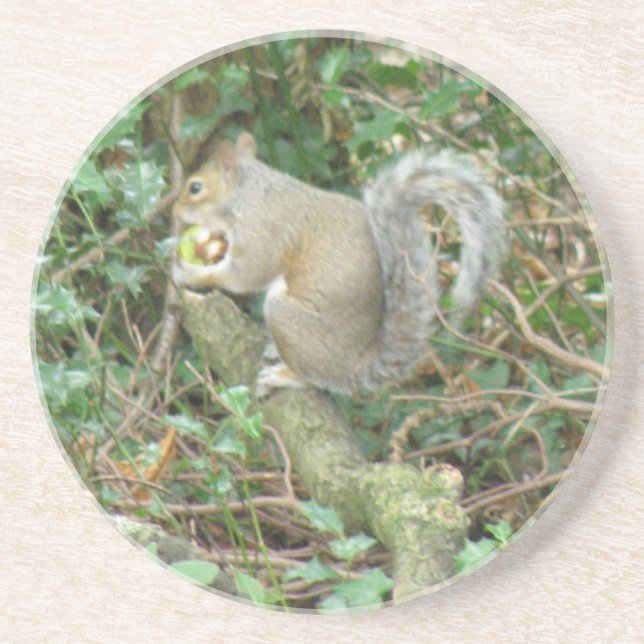 Squirrel with Acorn Coasters (Front)