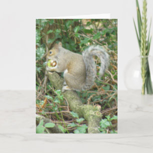 Squirrel with Acorn Greeting Card