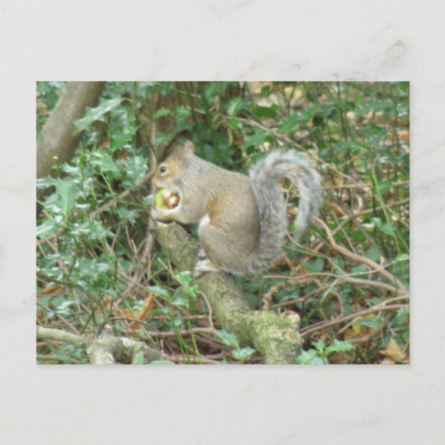Squirrel with Acorn Postcard (Front)