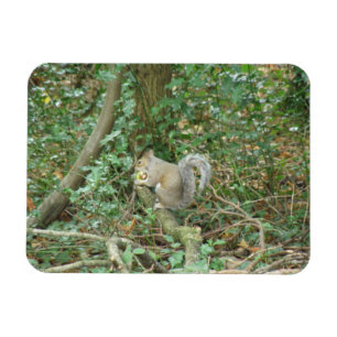 Squirrel with Acorn Premium Magnet