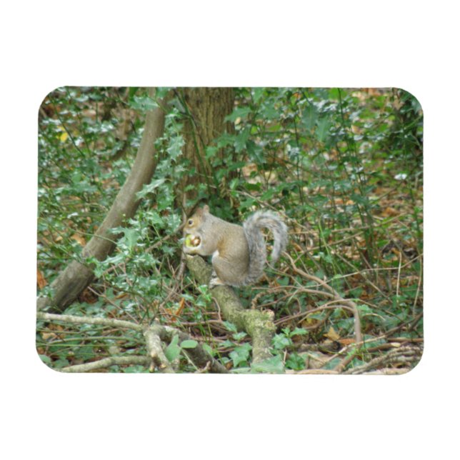 Squirrel with Acorn Premium Magnet (Horizontal)