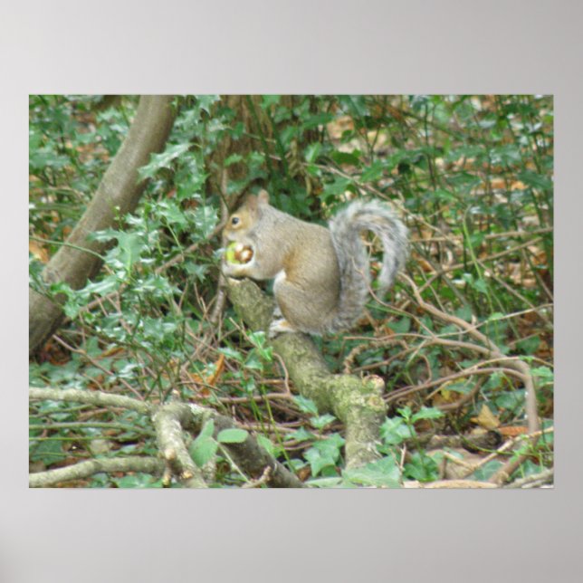 Squirrel with Acorn Print (Front)
