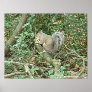 Squirrel with Acorn Print