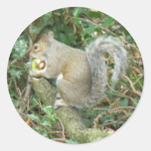 Squirrel with Acorn Sticker