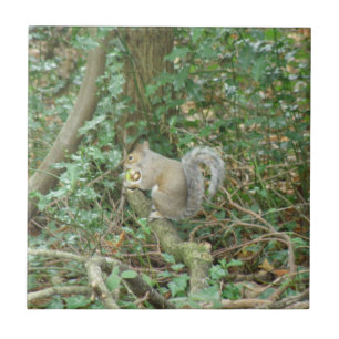 Squirrel with Acorn Tile