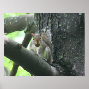 Squirrel With Nut Nature Photo Painting Poster