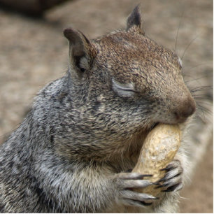 Squirrel with Peanut Nom Nom Photo Sculpture Magnet