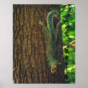Squirrel With Peanut Wildlife Animal Art Poster