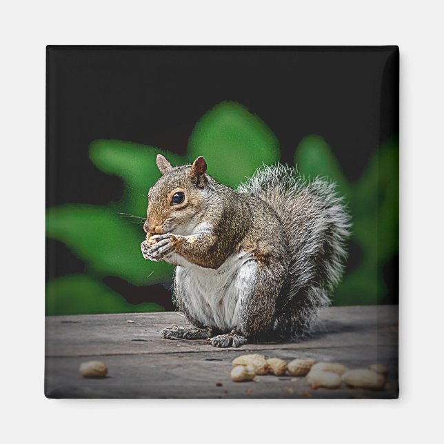 Squirrel with peanuts magnet (Front)