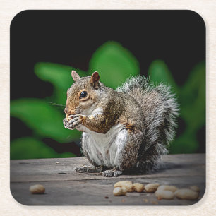 Squirrel with peanuts square paper coaster
