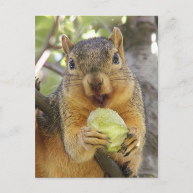 Squirrel with pear postcard (Front)