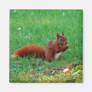 Squirrel with walnut magnet