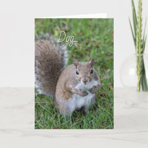 Squirrel... You Make Me Laugh Card