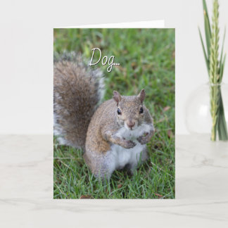 Squirrel You Make Me Laugh Card
