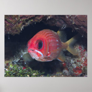 Squirrelfish Closeup Poster