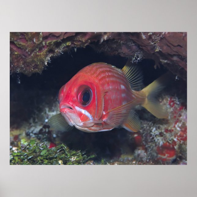 Squirrelfish Closeup Poster (Front)