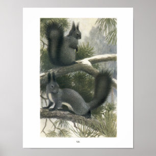 Squirrels in the Forest Print