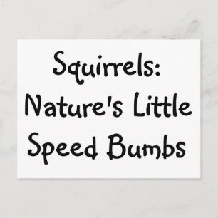 Squirrels Postcard