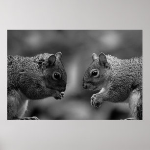 Squirrels Poster/Print Poster