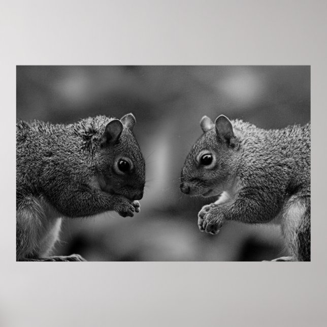 Squirrels  Poster/Print Poster (Front)