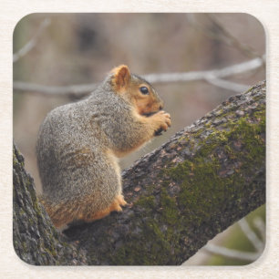 Squirrel's Prize Square Paper Coaster