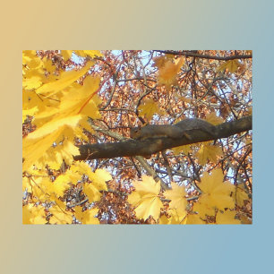 Squirrel's Zen Moment Postcard