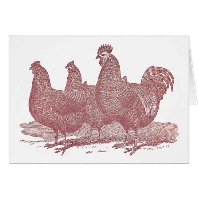 sRed Rooster and Hens Plymouth Rock Chickens Farm (Front Horizontal)