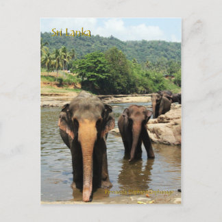 Sri Lanka, Pinnawala Elephant Orphanage Postcard