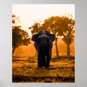 Sri Lankan Elephant at Sunset Poster