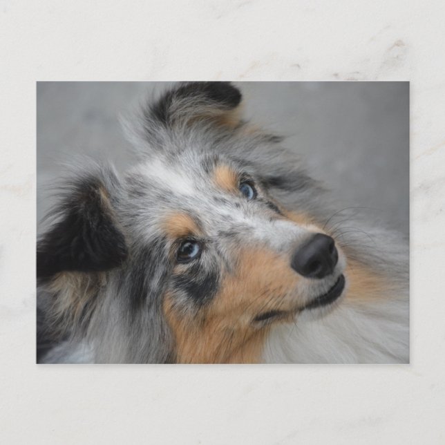 SS Blue Merle White and Tan postcard (Front)