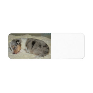 SS Blue Merle White and Tan puppy label