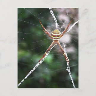 St Andrews Cross Spider Postcard