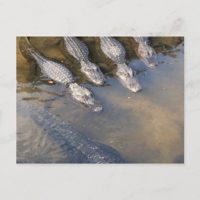 St. Augustine Alligator Farm # 2 Postcard (Front)