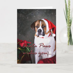 St. Bernard Christmas Card