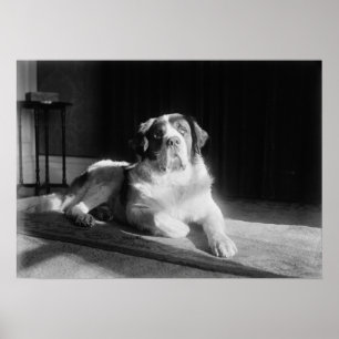St. Bernard Dog 1917 Vintage Poster