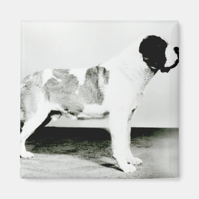 St. Bernard Dog Magnet (Front)