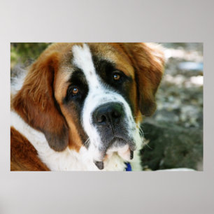 st bernard dog post poster