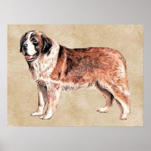 st bernard poster