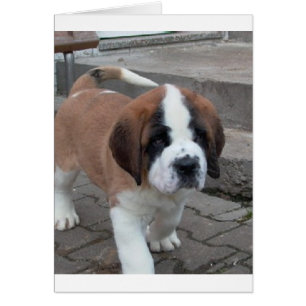 st bernard pup.png