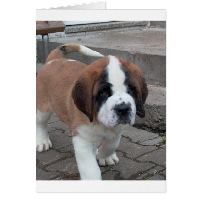 st bernard pup.png (Front)