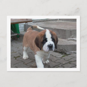 st bernard pup.png postcard