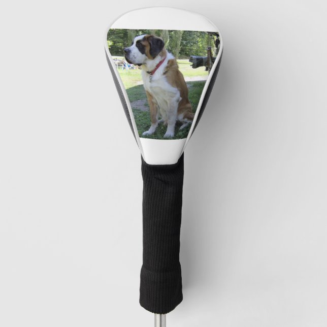 st bernard sitting 2 golf head cover (Front)