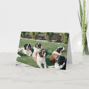St. Bernards in the Yard Card